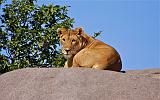 TANZANIA - Serengeti National Park - Leonessa su Kopjies - 05